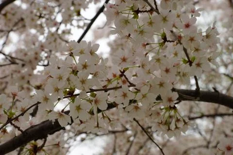 Spring cherry branch covered with white blossom Stock Photos
