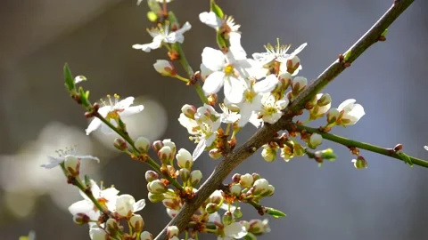 Spring. Cherry branch with flowers in spring bloom. A beautiful Japanese tree Stock Footage 185930488