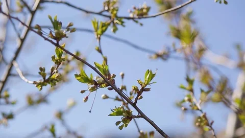 Spring cherry branch, young leaves and kidneys Video stock 75322385