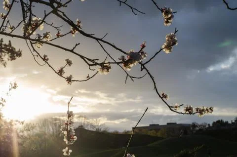 Spring cherry flower against the sky. Flowering branches in the spring evenin Stock Photos