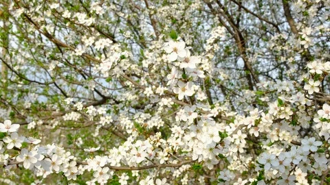 Spring cherry flowers 4K Stock Footage 102652530