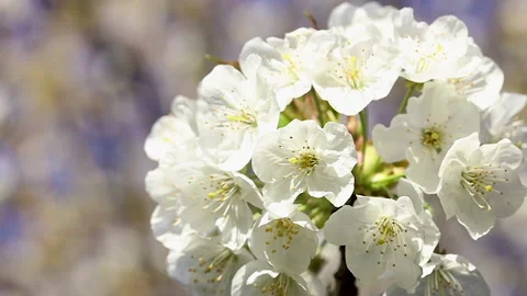 Spring cherry flowers against a blue sky Stock Footage 141583038