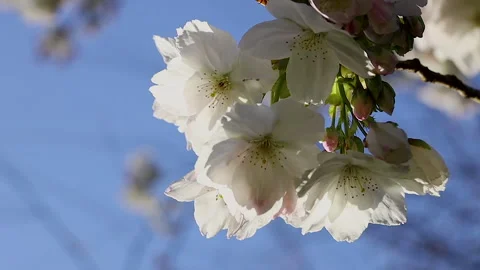 Spring cherry flowers against a blue sky Stock Footage 141583192