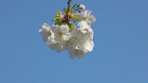 Spring cherry flowers against a blue sky Stock Footage 141583197