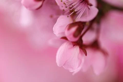 Spring cherry flowers background Stock Photos