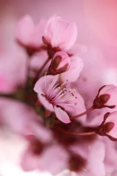 Spring cherry flowers background.cherry pink flowers close-up Stock Photos