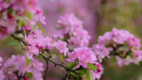Spring Cherry flowers blooming in the spring Stock-Footage 89900962