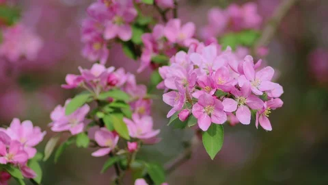 Spring Cherry flowers blooming in the spring Vidéo 89901050