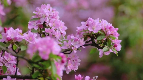 Spring Cherry flowers blooming in the spring Vidéo 89901079