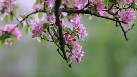 Spring Cherry flowers blooming in the spring Stock Footage 89901196