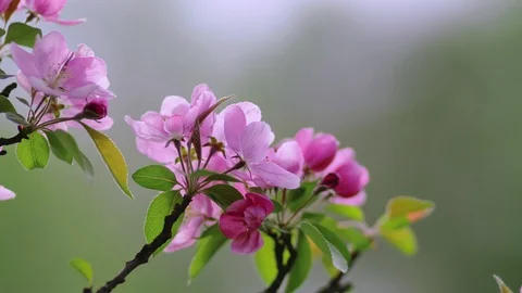 Spring Cherry flowers blooming in the spring Stock-Footage 89901245