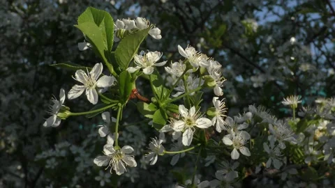 Spring cherry flowers Stock Footage 131036770