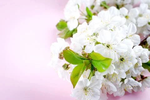 Spring cherry flowers on light pink background Stockfoto's