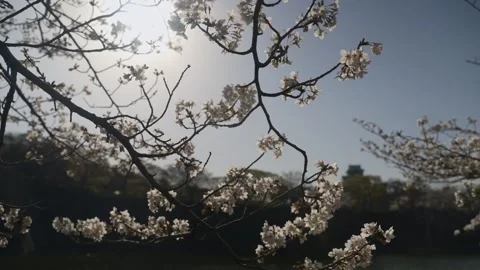 Spring cherry flowers on a sunny day. Spring white flowers background Video stock 264480138