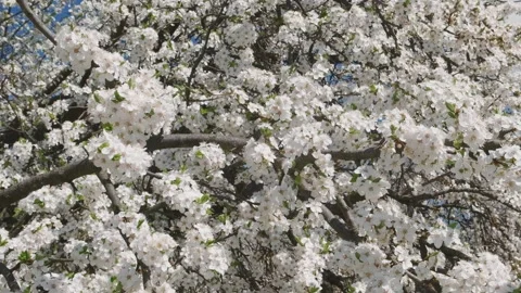 Spring cherry flowers on a tree branch. Stock Footage 157610388