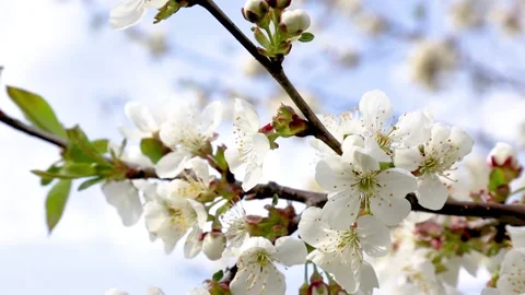 Spring cherry garden. 4k. Blossoming cherry tree branches. Stock Footage 131112556