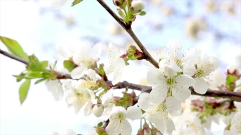 Spring cherry garden. 4k. Blossoming cherry tree branches. Stock Footage 131112680
