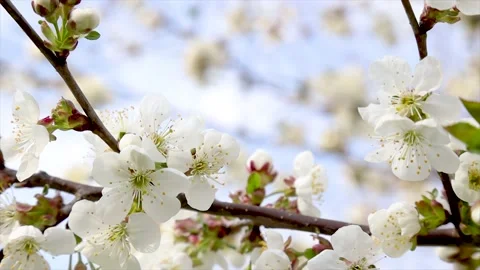 Spring cherry garden. 4k. Blossoming cherry tree branches. Stock Footage 131112804