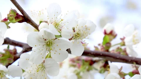 Spring cherry garden. 4k. Blossoming cherry tree branches. Stock Footage 131112909