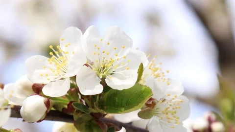 Spring cherry garden with Blossoming cherry tree branches. Stock Footage 136167507