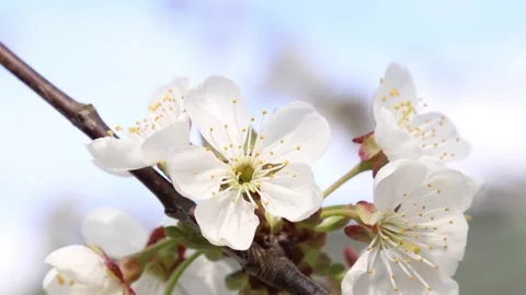 Spring cherry garden with Blossoming cherry tree branches. Stock Footage 136167525