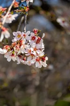 Spring cherry or sakura tree blossom, white pink easter flowers, blurry bac.. Stock Photos