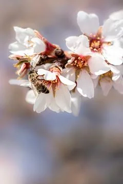 Spring cherry or sakura tree blossom, white pink easter flowers and bee, bl.. Stock Photos