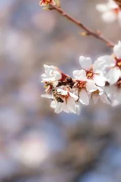 Spring cherry or sakura tree blossom, white pink easter flowers and bee, bl.. Foto stock