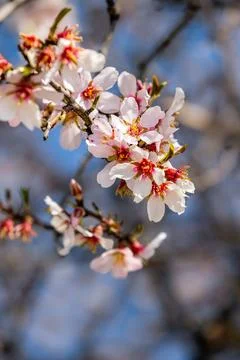 Spring cherry or sakura tree blossom, white pink easter flowers, blurry bac.. Stock Photos