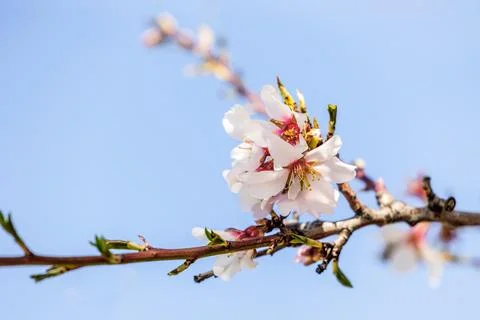 Spring cherry or sakura tree blossom, white pink easter flowers, blurry bac.. Stock Photos