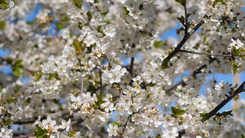 Spring in the cherry orchard. Bees pollinate a flowering cherry tree. Close-up Stock Footage 129253649