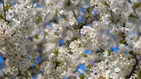 Spring in the cherry orchard. Bees pollinate a flowering cherry tree. Close-up Stock Footage 129253653