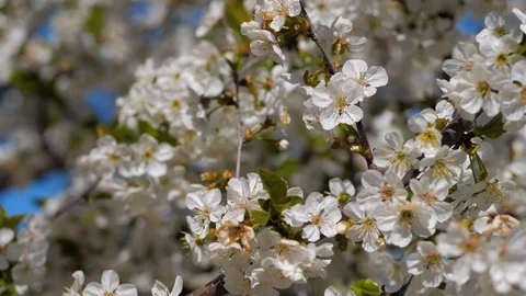 Spring in the cherry orchard. Bees pollinate a flowering cherry tree. Close-up Stock Footage 129420272