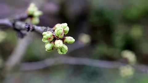Spring, cherry shoots 库存影片 74629017