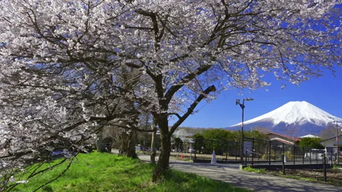 Spring Cherry Tree and Snow Covered Mount Fuji at Oshino 库存影片 348809097