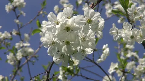 Spring cherry-tree beautiful blossoms on sky 스톡 동영상 23409137