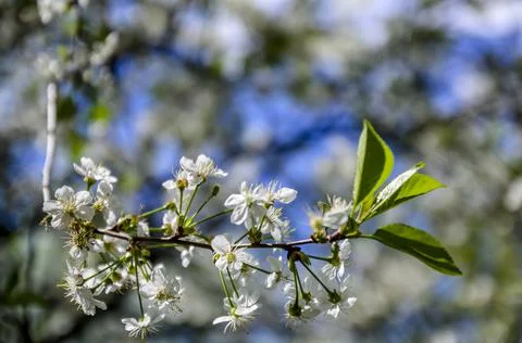 Spring cherry tree blossom against blue sky Stock Photos
