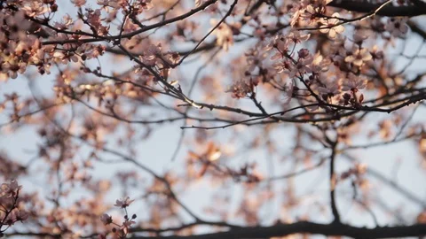 Spring - Cherry tree in blossom 스톡 동영상 129729452