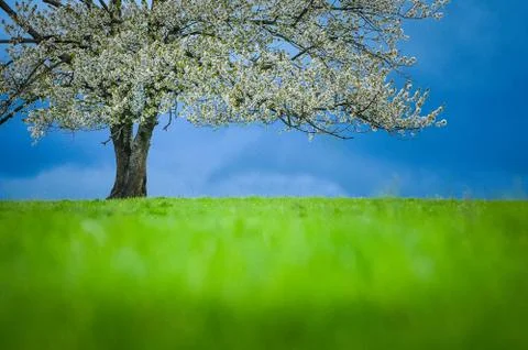 Spring cherry tree in blossom on green meadow under the blue sky Stock Photos