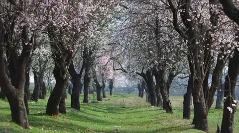 Spring cherry tree blossoms 스톡 동영상 61716004