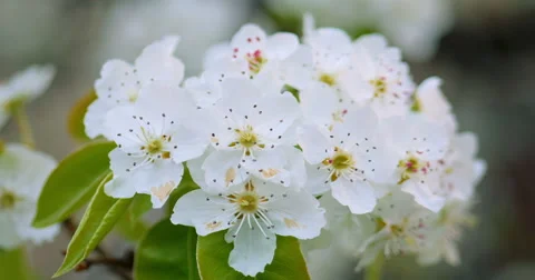 Spring cherry tree blossoms Stock Footage 62472695