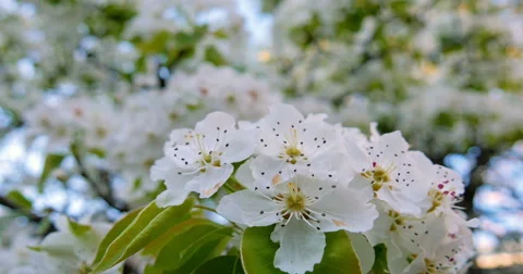 Spring cherry tree blossoms Stock-Footage 62472753