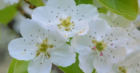 Spring cherry tree blossoms Stock Footage 62472756