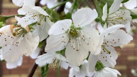 Spring Cherry Tree Covered with Blossoms 스톡 동영상 342637691