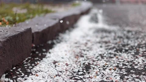 Spring cherry tree flowers fade away, wind spreads tender petals, covering an ol Stock Footage 183404847