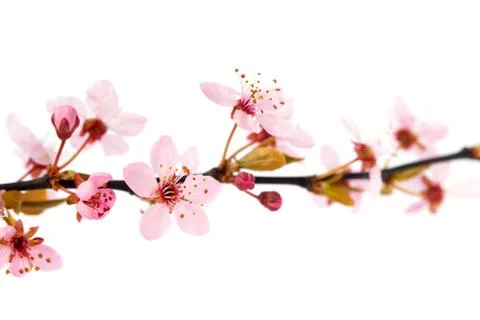 Spring cherry tree flowers, isolated on white background Stock Photos