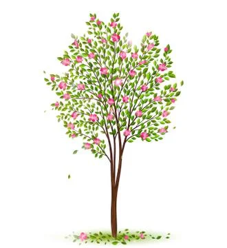 Spring cherry tree with green leaves and pink flowers Stock Illustration