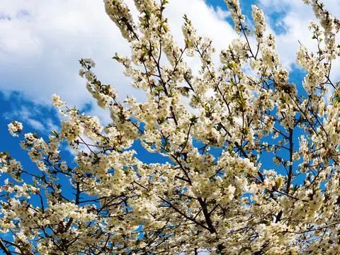 A spring cherry tree Foto stock