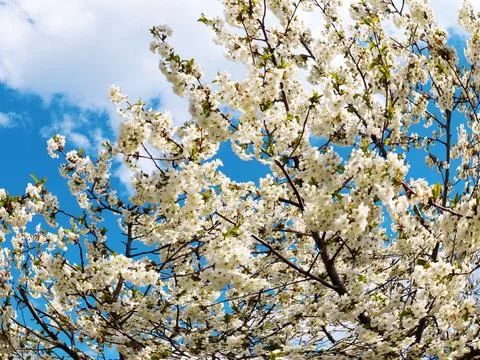 A spring cherry tree Foto stock