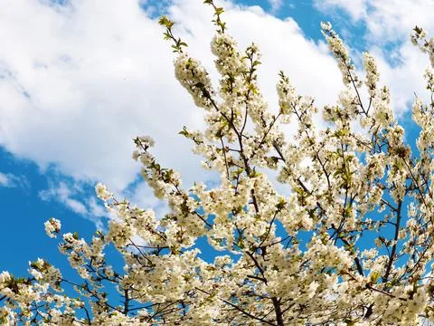 A spring cherry tree Foto stock